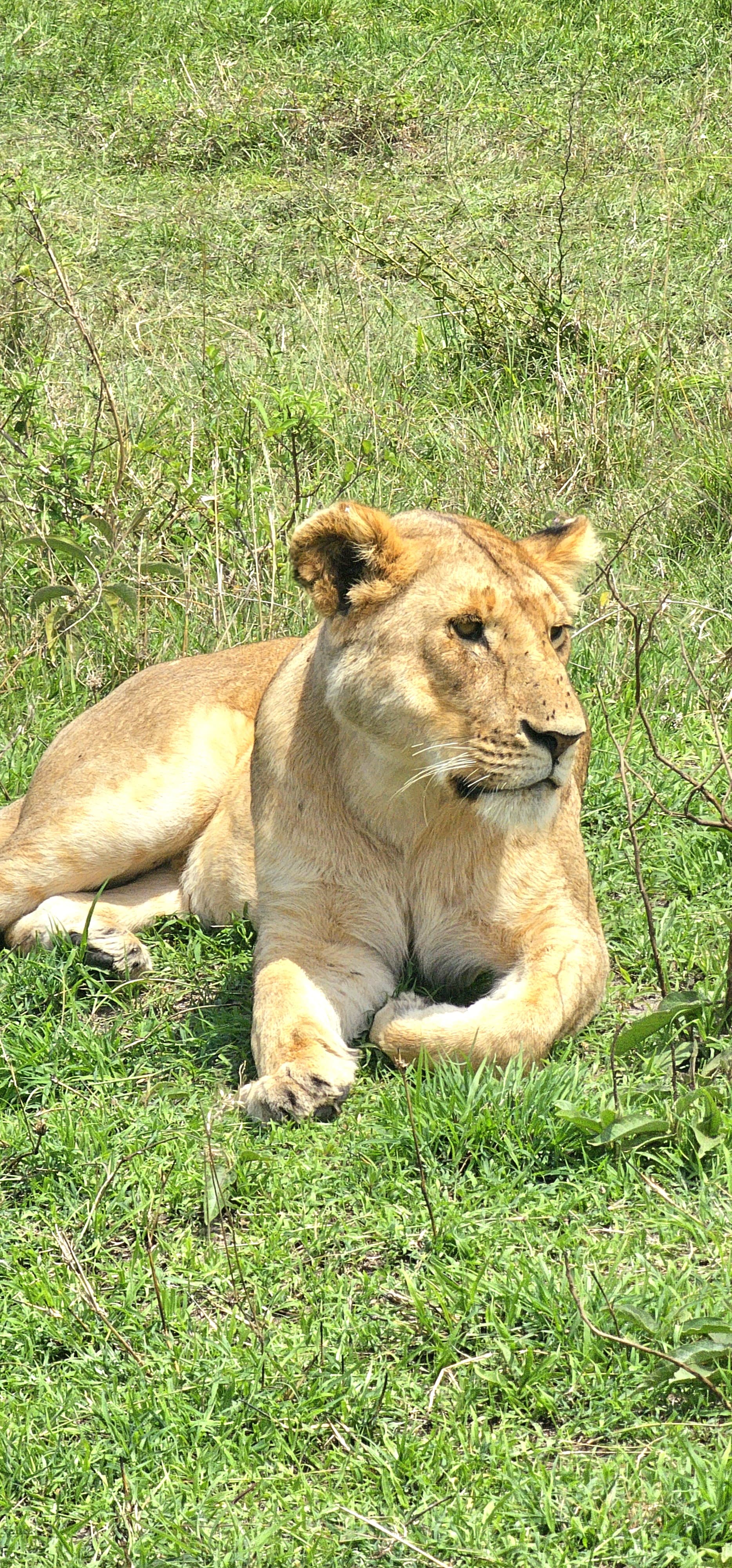 Amboseli